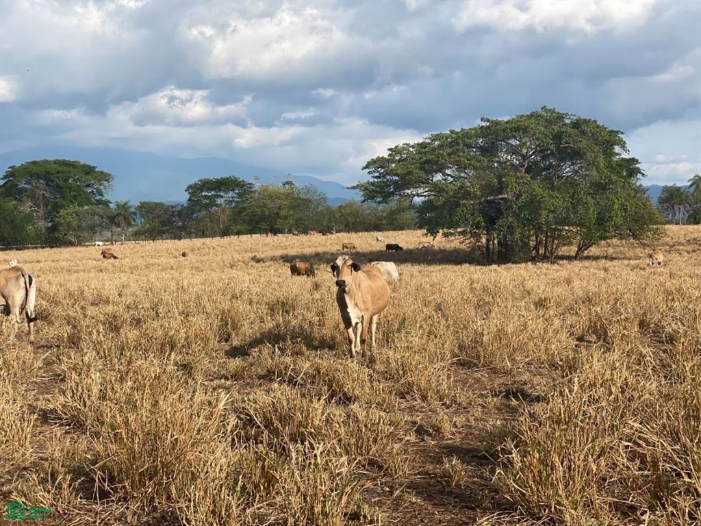 2 bed Land For Sale in Garabito, Puntarenas - 1