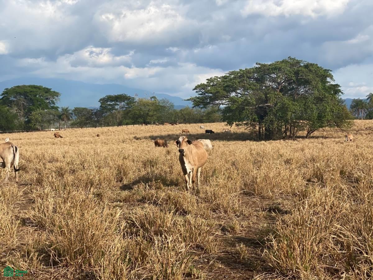 2 bed Land For Sale in Garabito, Puntarenas - 1