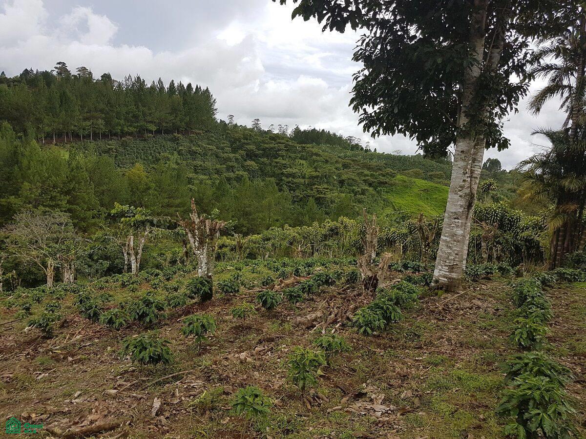 0 bed Land For Sale in Coto Brus, Puntarenas - 1