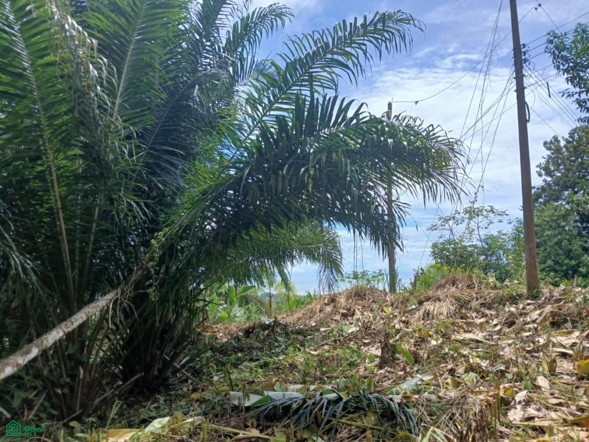 0 bed Land For Sale in Osa, Puntarenas - 1