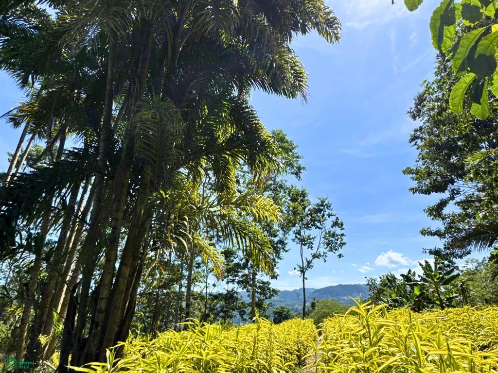  bed Land For Sale in La Isabel, Cartago - 1