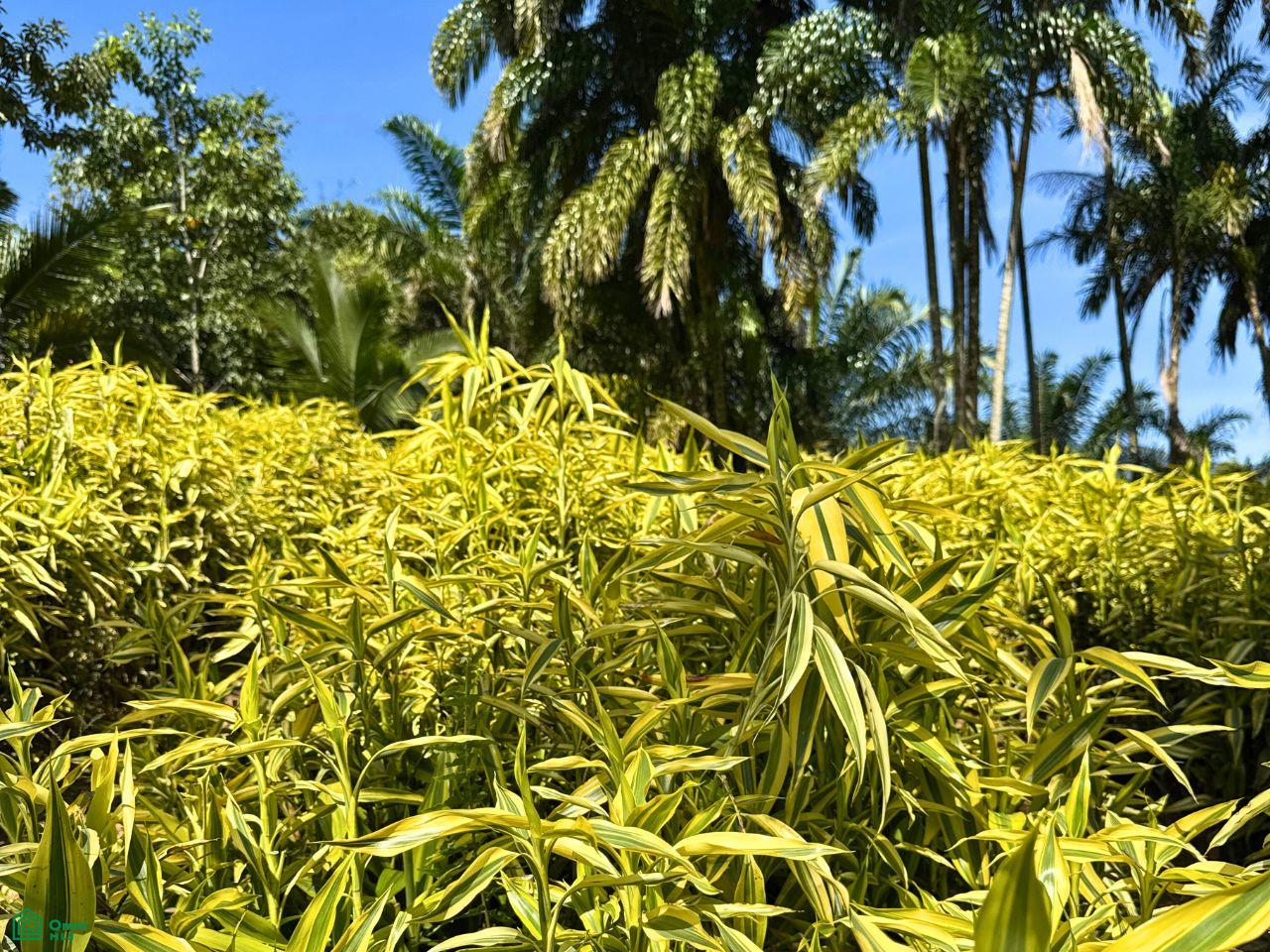  bed Land For Sale in Turrialba, Cartago - 1