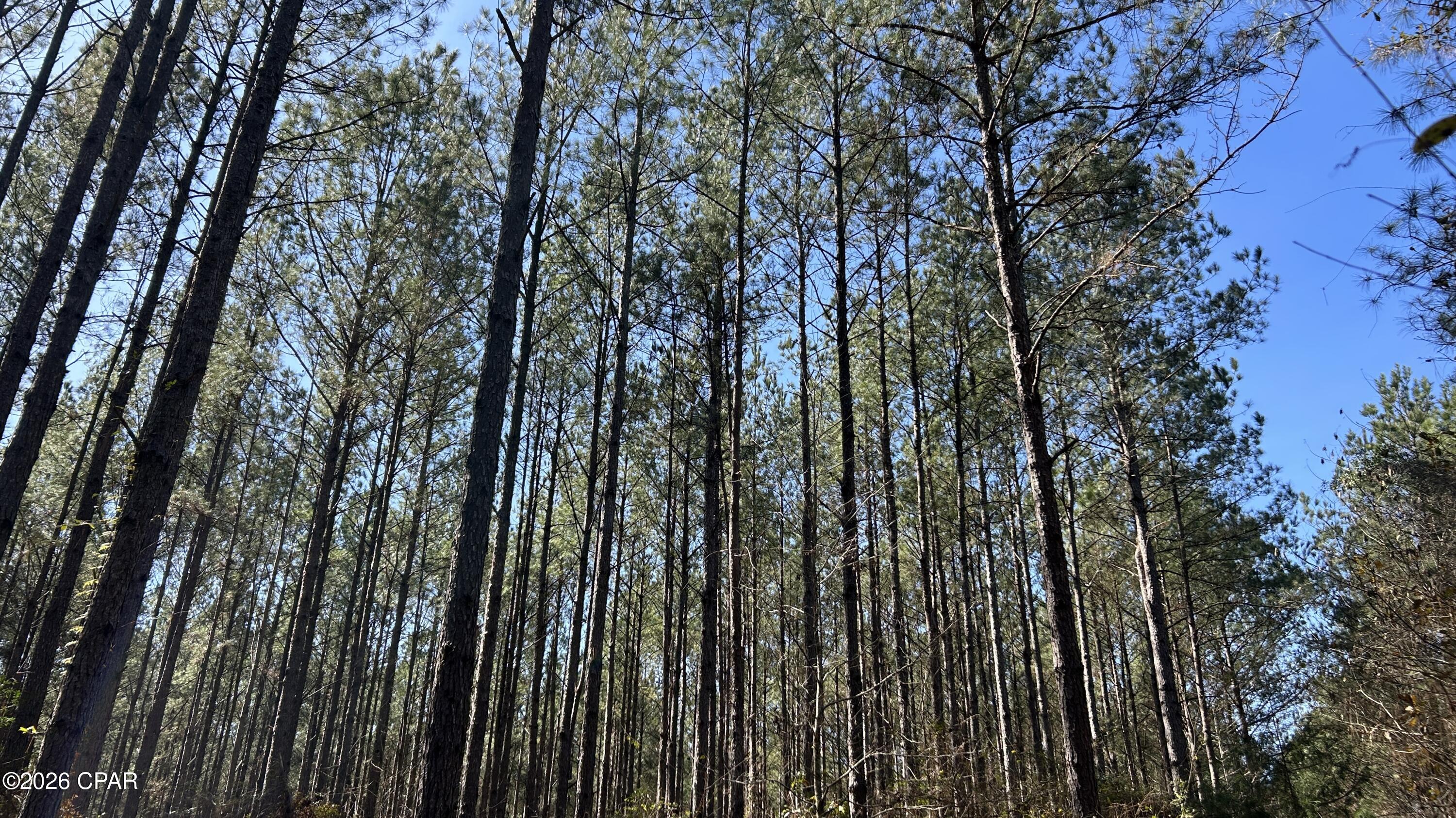 Image 14 For 0 0 Grimes Road Lot #1