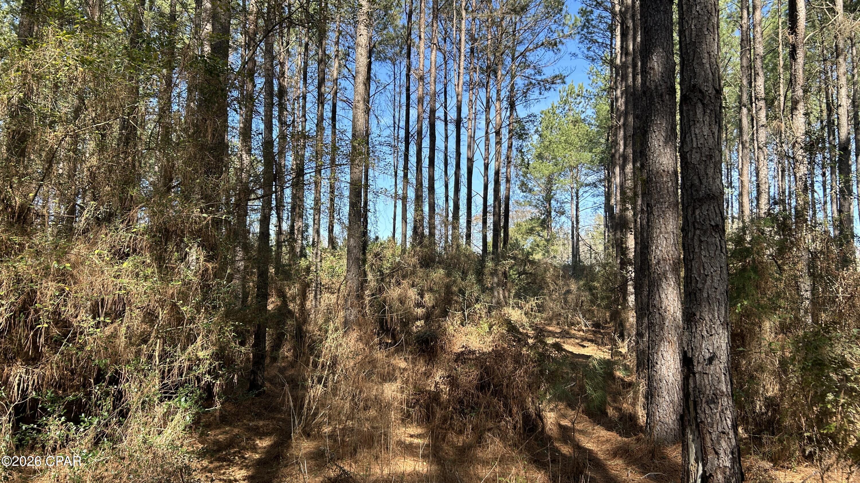 Image 24 For 0 0 Grimes Road Lot #1