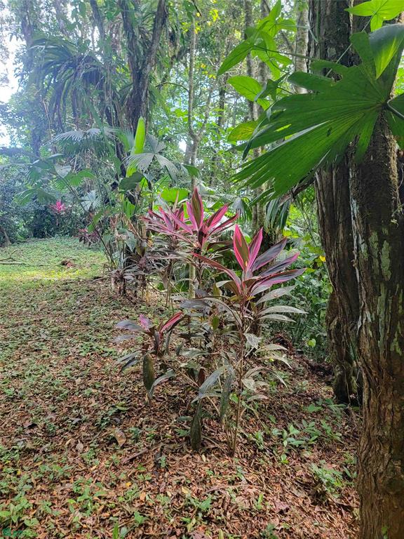 bed Land For Sale in Pavon, Puntarenas - 1
