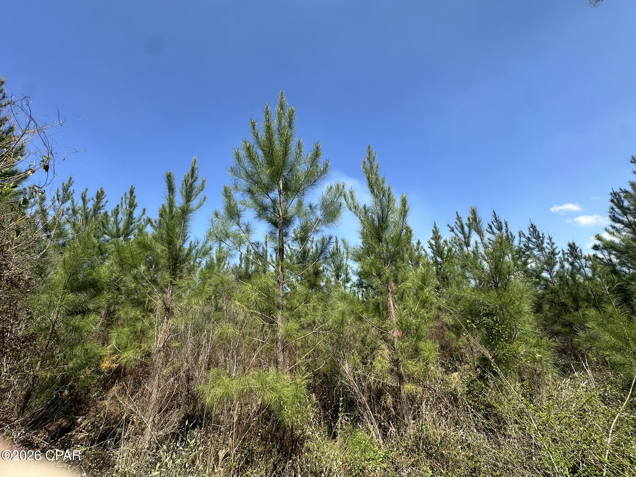 5th image of Tract 6336 Sand Path Rd, Bonifay, FL 32425 | MLS# 786179