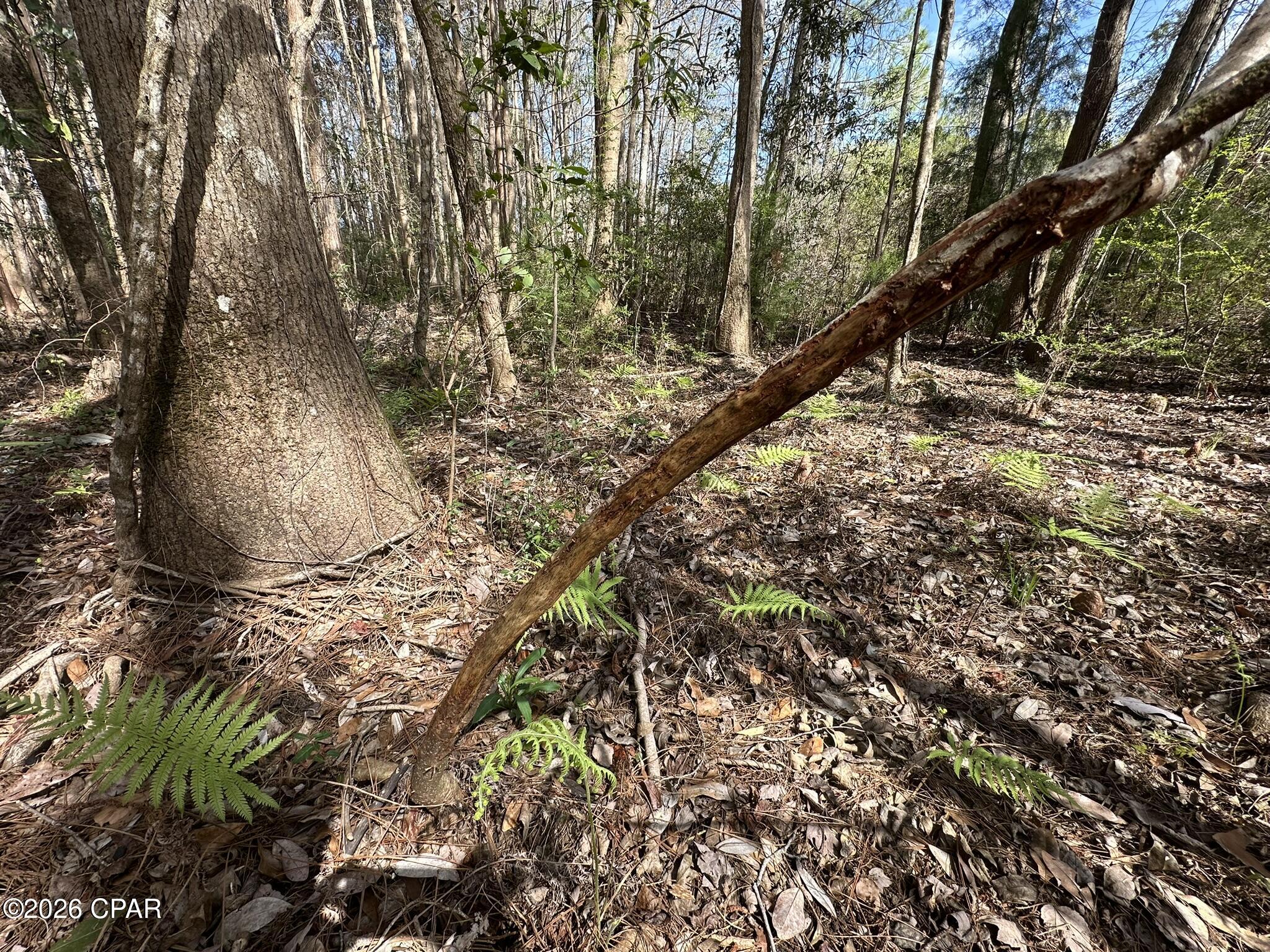 5th image of Tract#6409 Davis Rd River, Caryville, FL 32427 | MLS# 786193