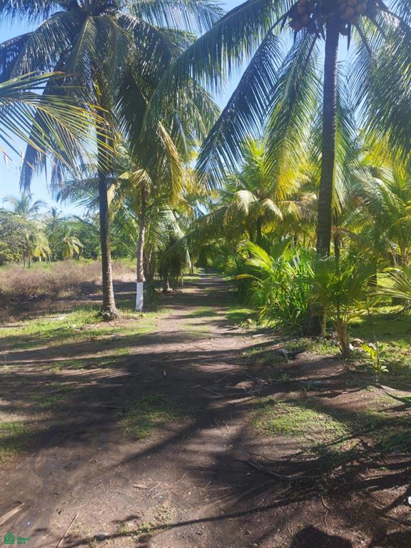  bed Land For Sale in Parrita, Puntarenas - 1