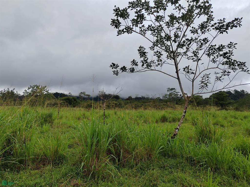 4 bed Single Family Homes For Sale in Guatuso, Alajuela - 1