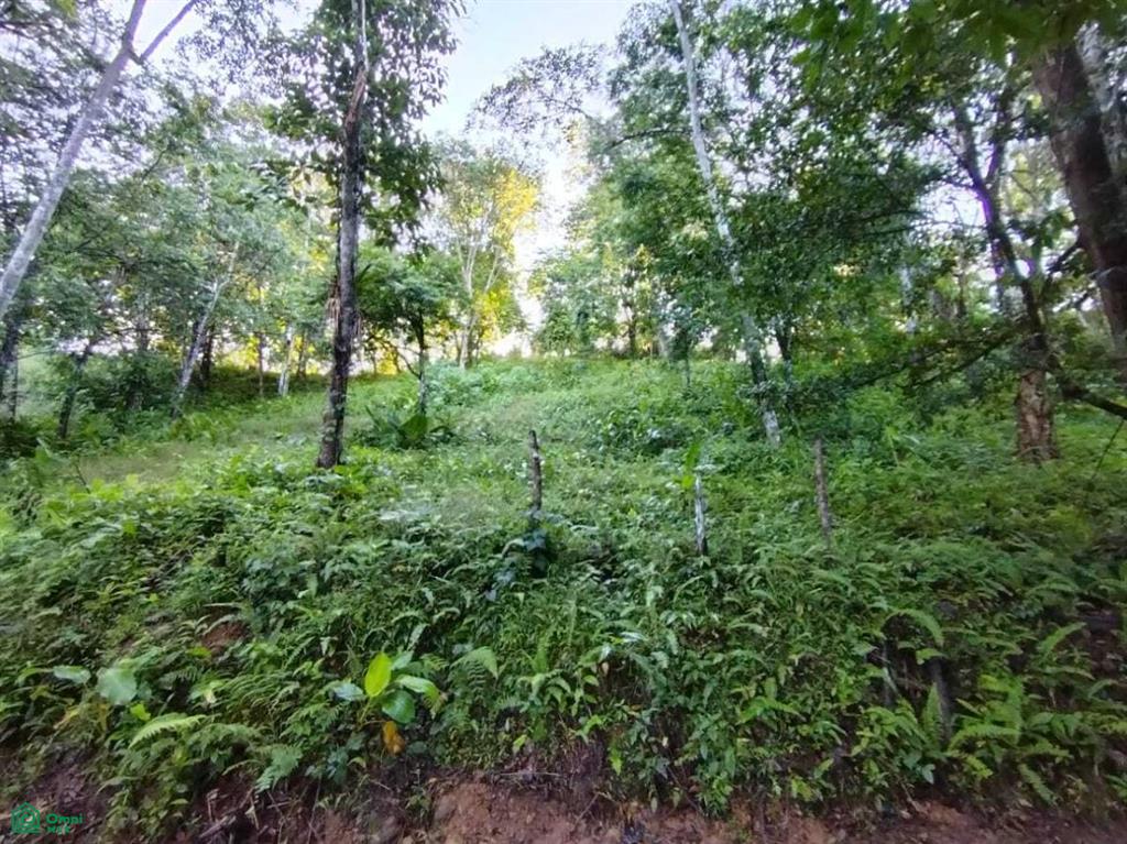 0 bed Land For Sale in Osa, Puntarenas - 1