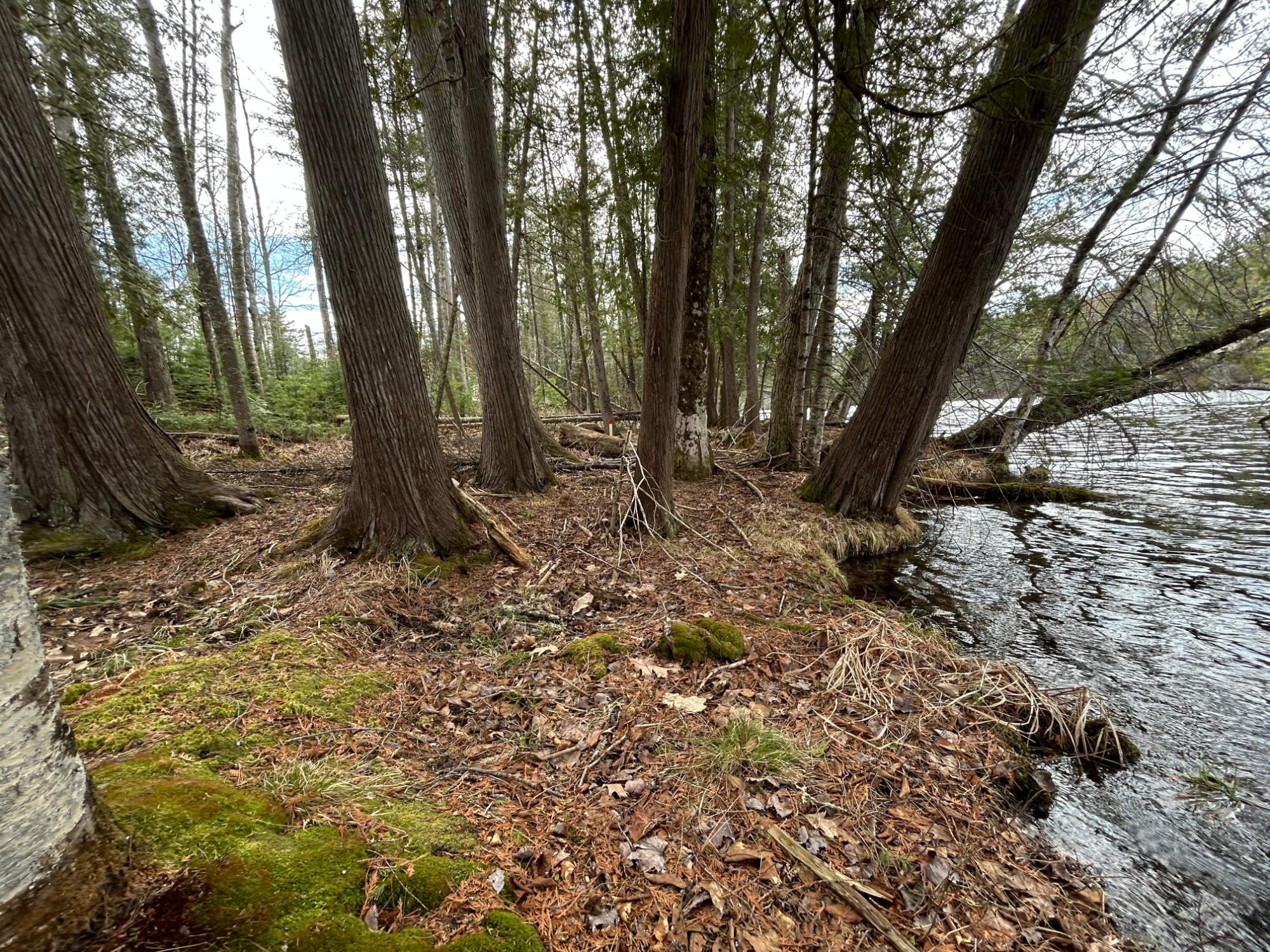 River Property Property Lot 3 Riverdale Ln Photo 6