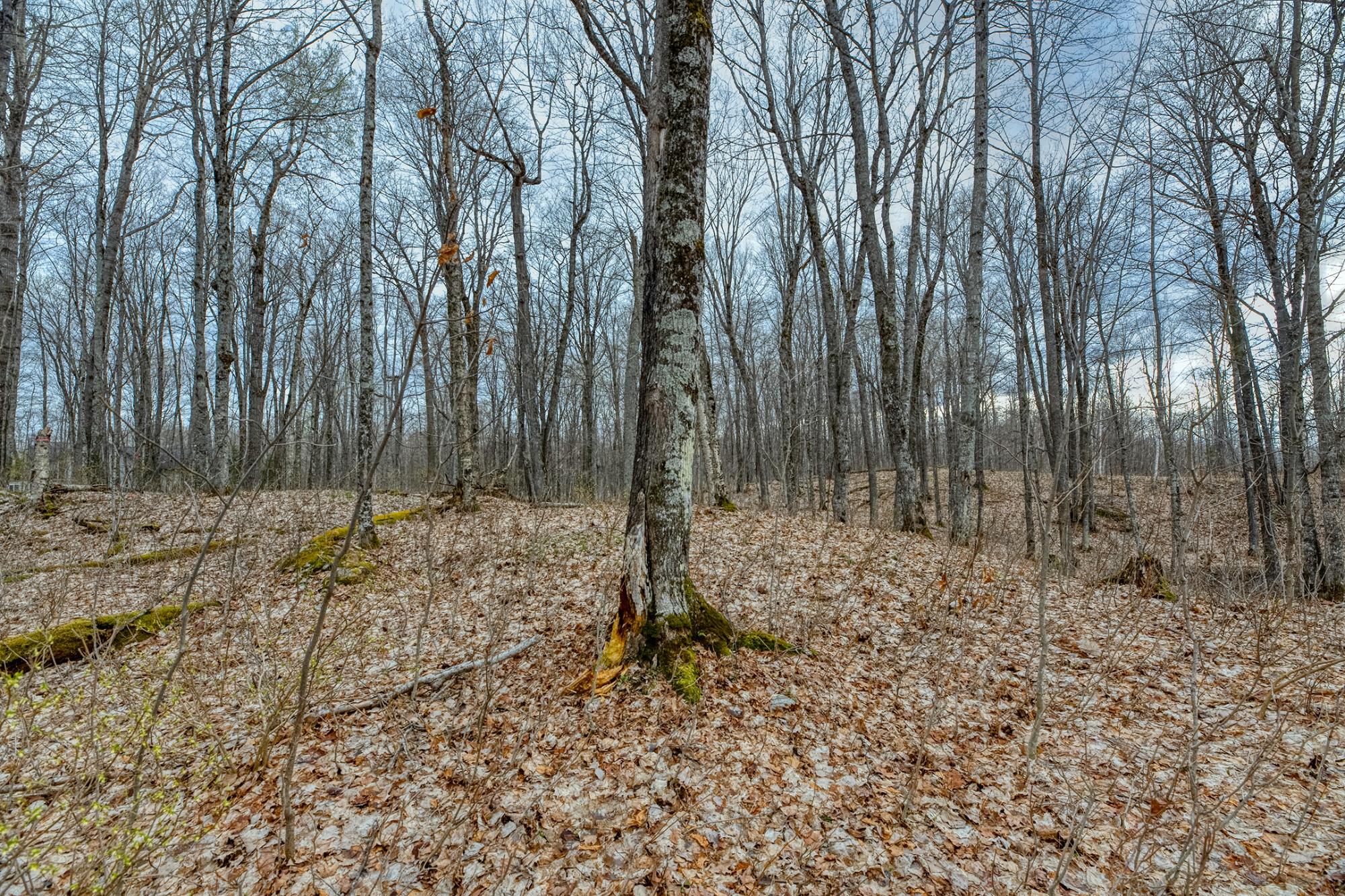 North Turtle Lake Property Off Johnson Ln Photo 11