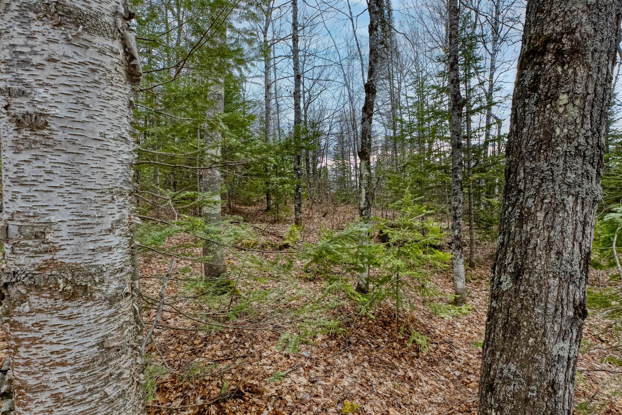 North Turtle Lake Property Off Johnson Ln Photo 10