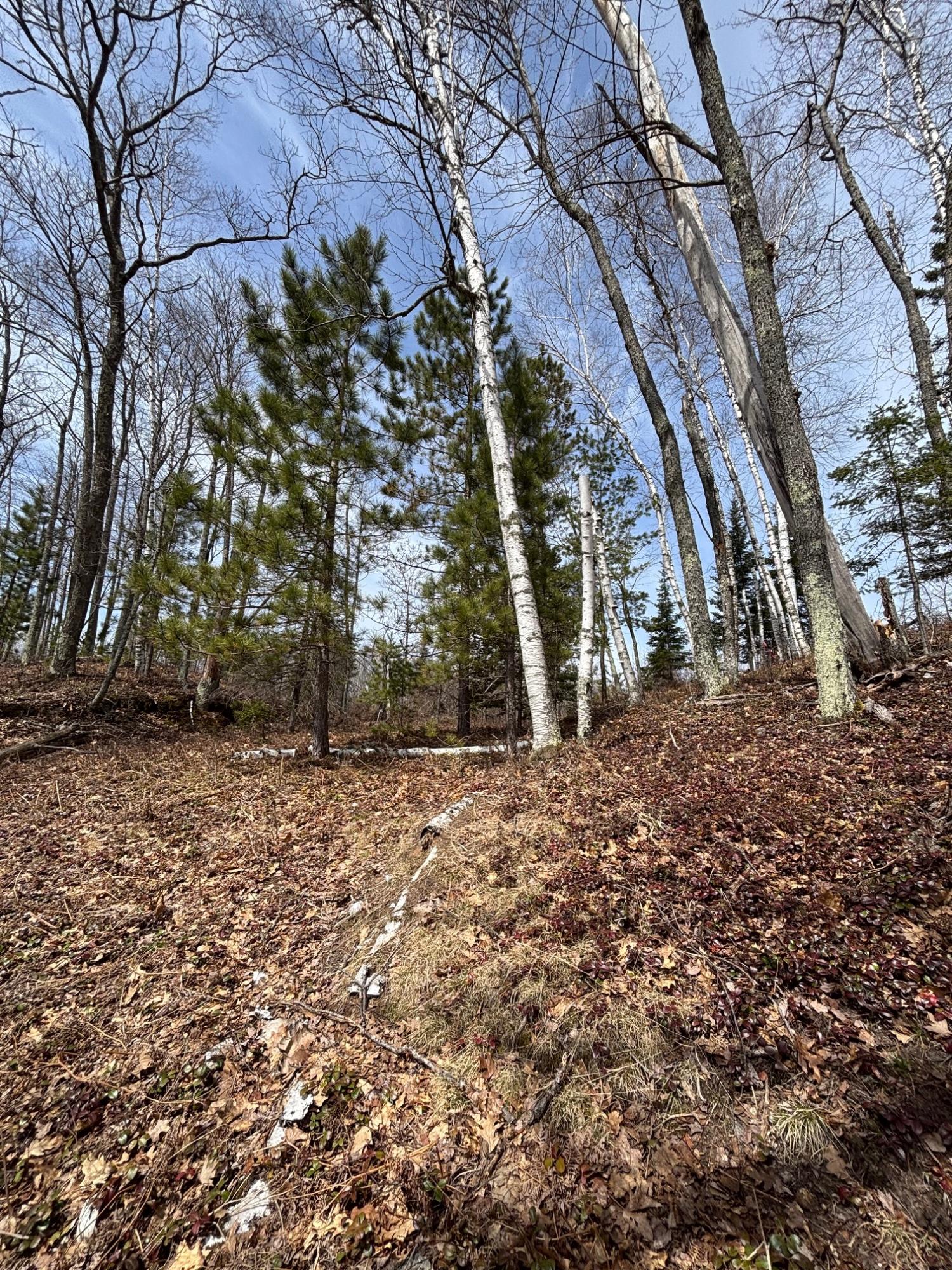Joyce Lake Property off Cth S Photo 5