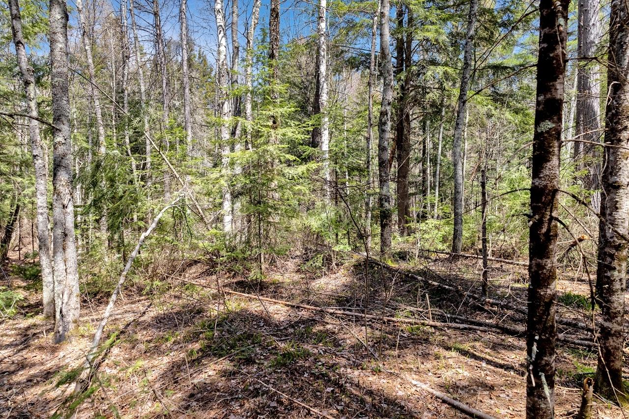 Pardee Lake Property TBD Pardee Lake Ln E Photo 12