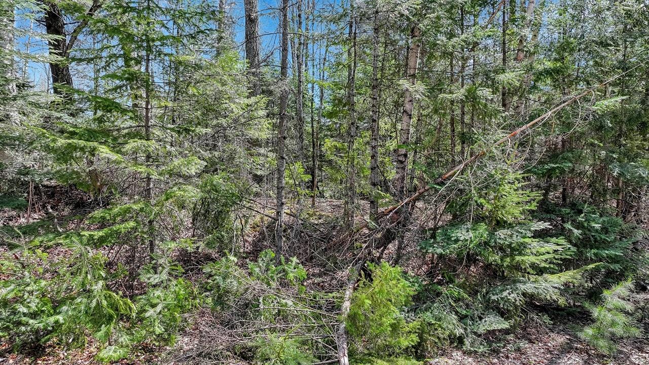 Pardee Lake Property TBD Pardee Lake Ln E Photo 16