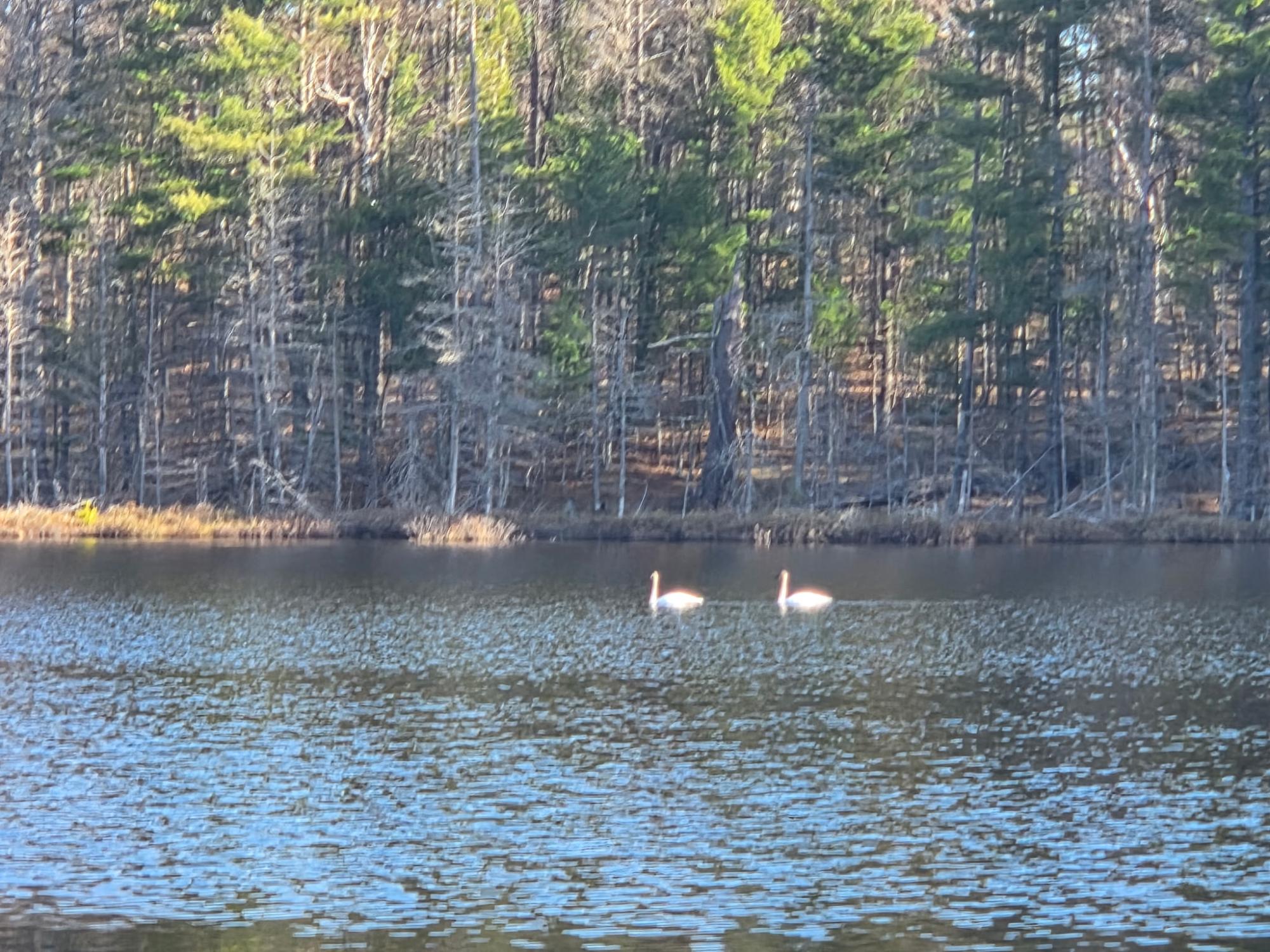 Camp Twelve Lake Property 2814 Pickerel Lake Rd Photo 3
