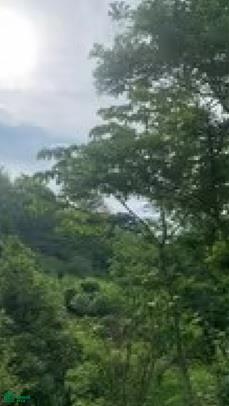  bed Land For Sale in Hojancha, Guanacaste - 1