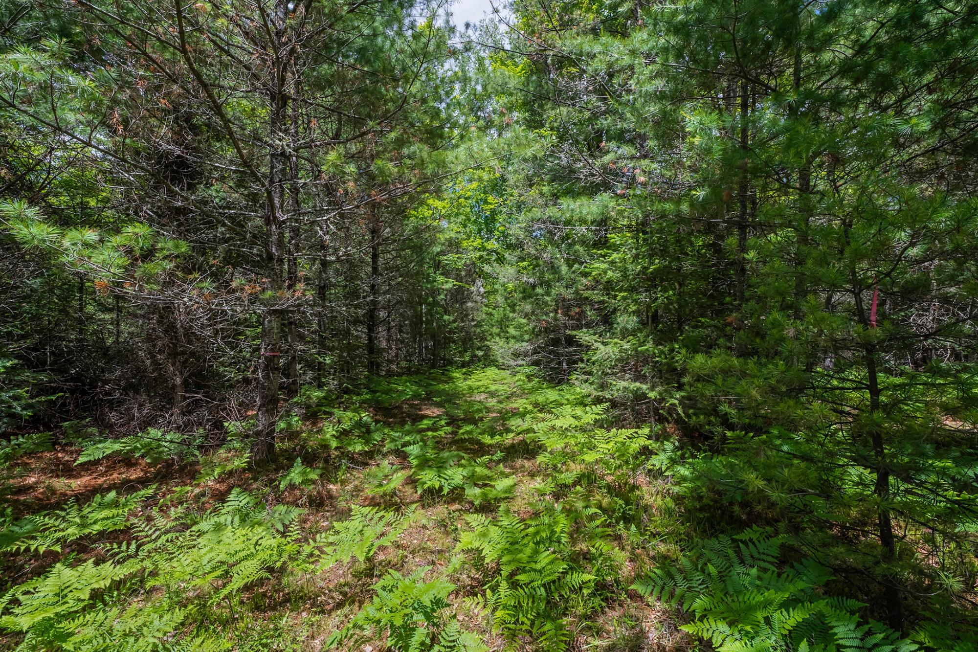 River Property Property Off Watersmeet Lake Rd Photo 11