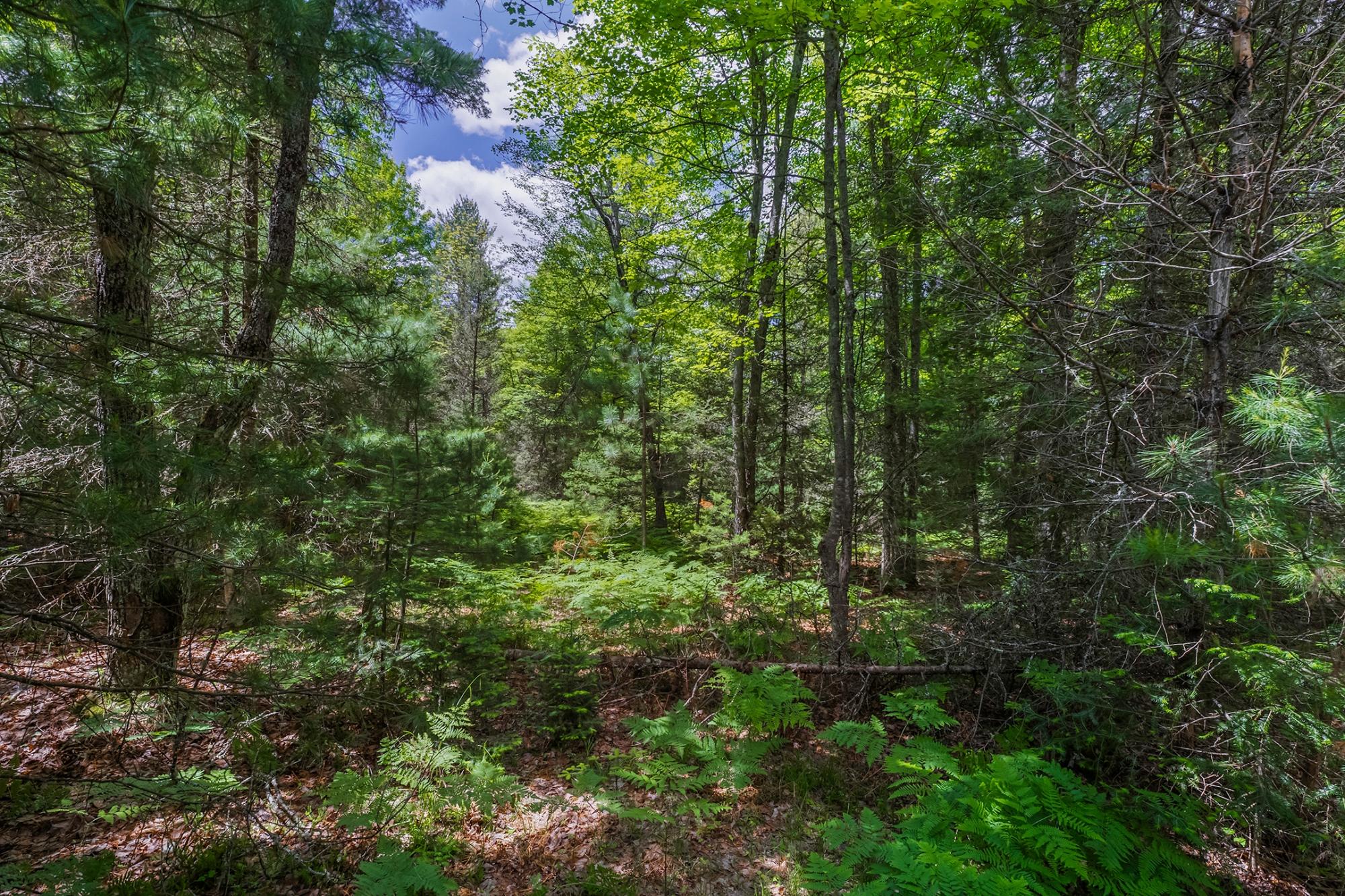 River Property Property Off Watersmeet Lake Rd Photo 12