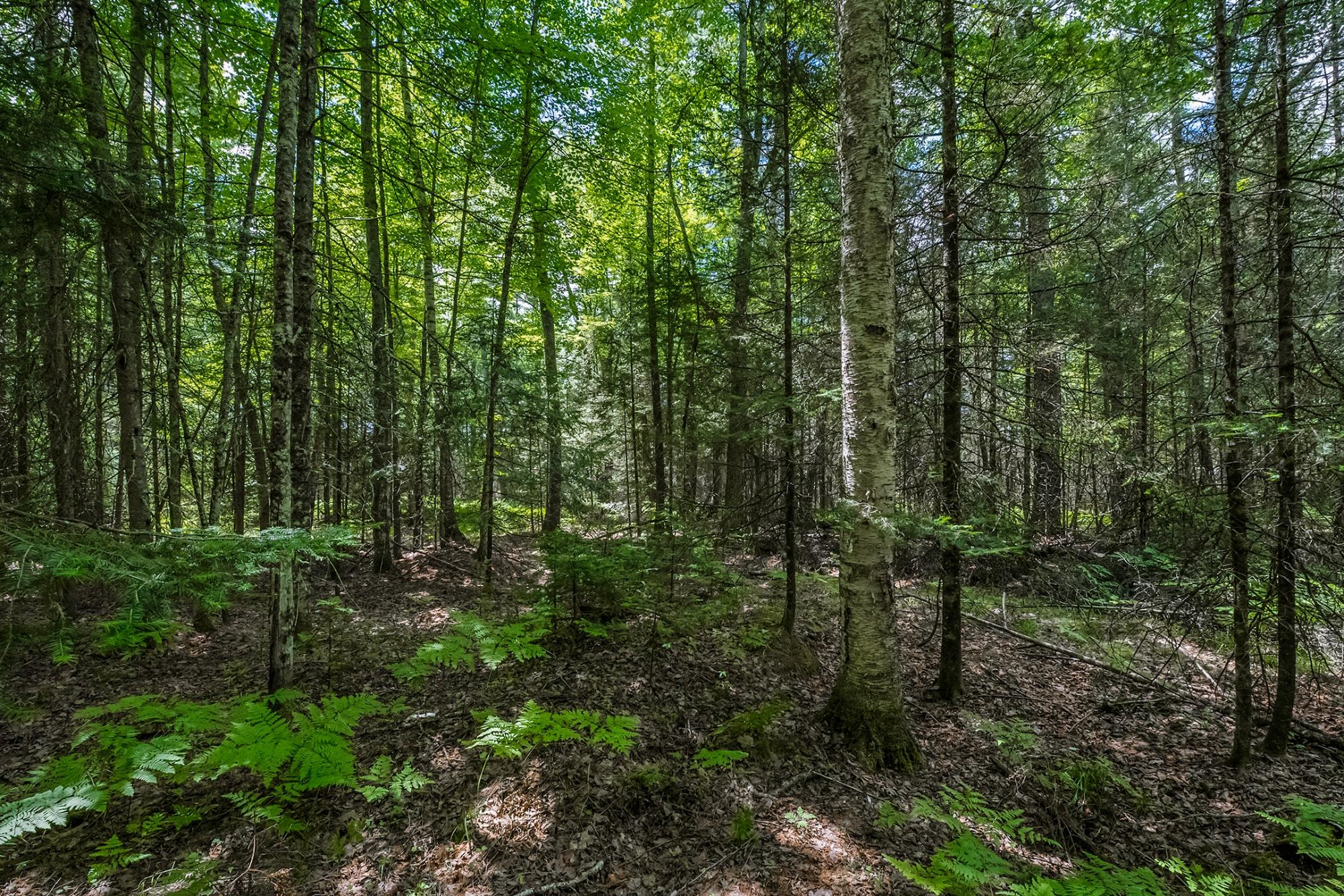 River Property Property Off Watersmeet Lake Rd Photo 15