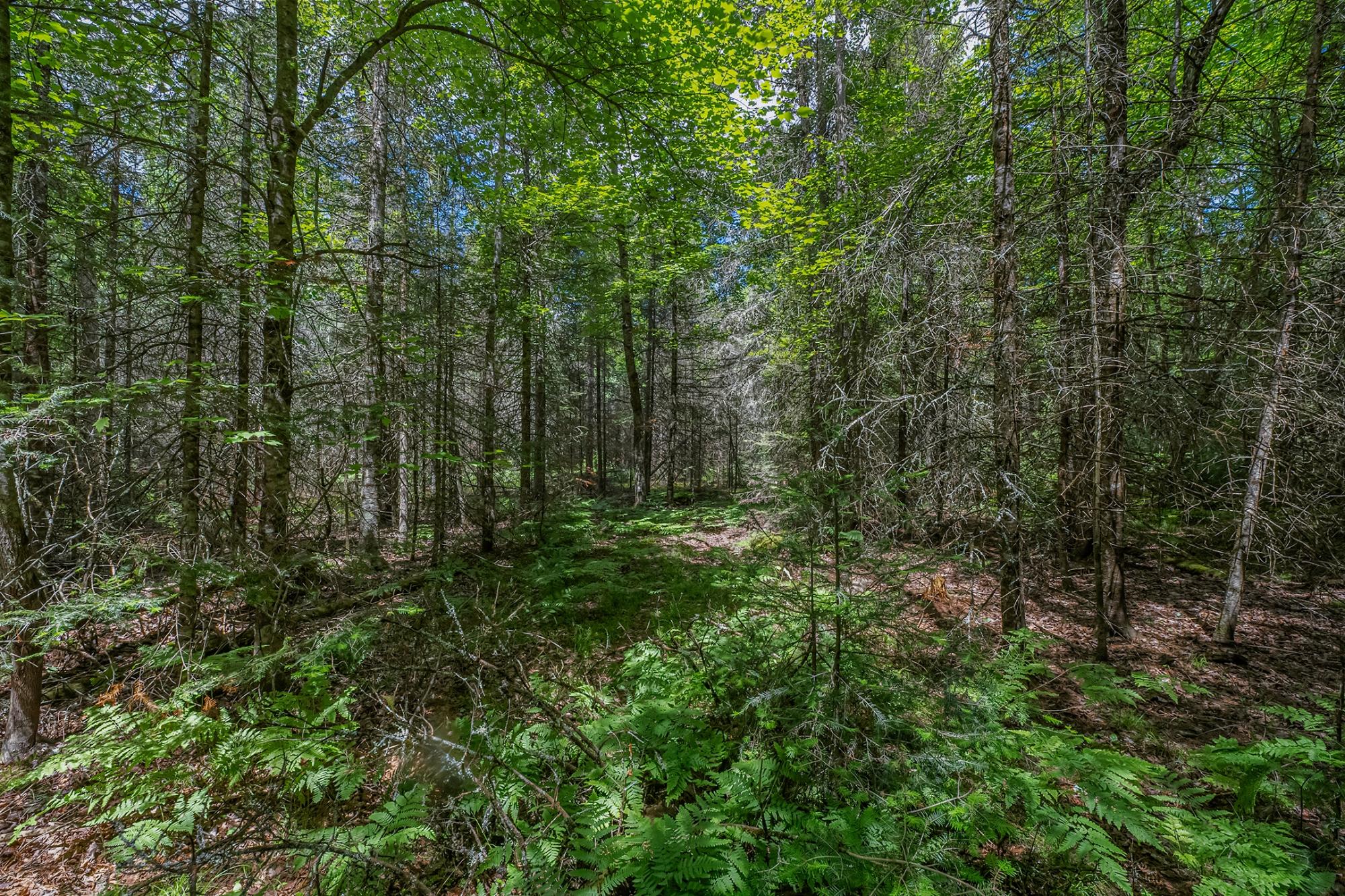 River Property Property Off Watersmeet Lake Rd Photo 16