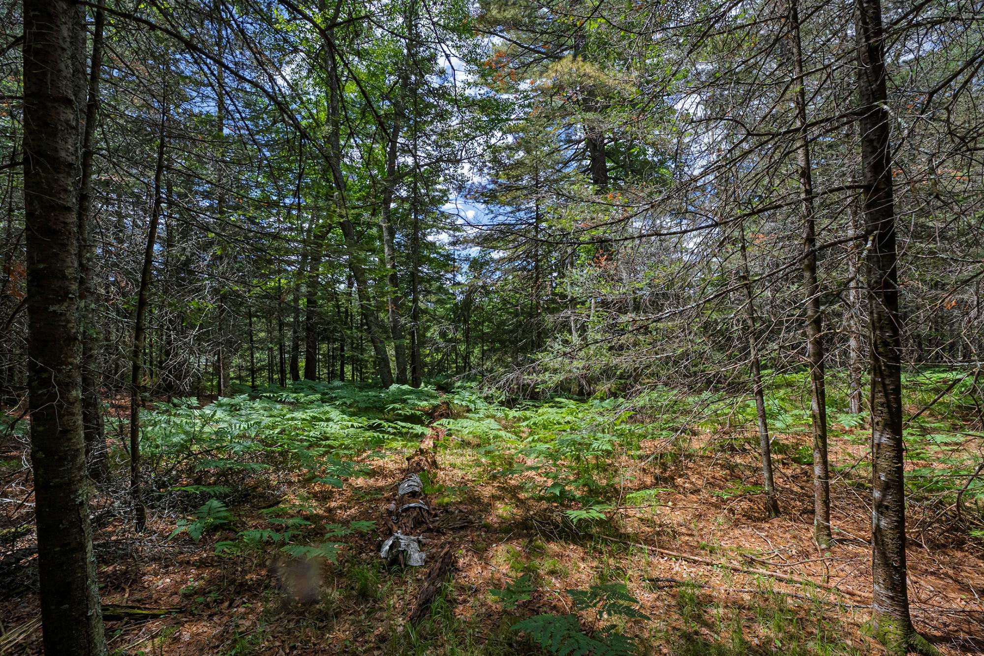 River Property Property Off Watersmeet Lake Rd Photo 17