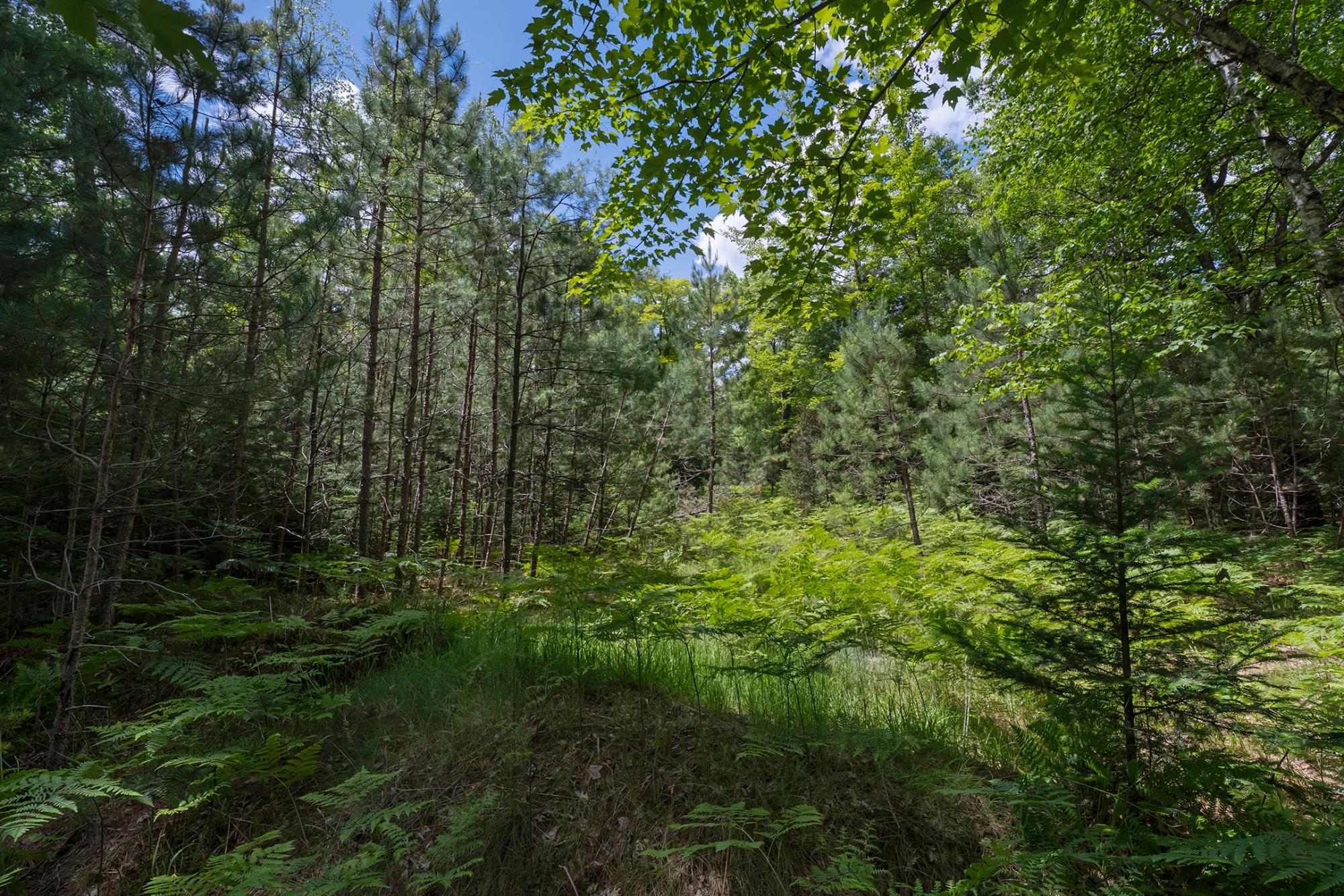 River Property Property Off Watersmeet Lake Rd Photo 6