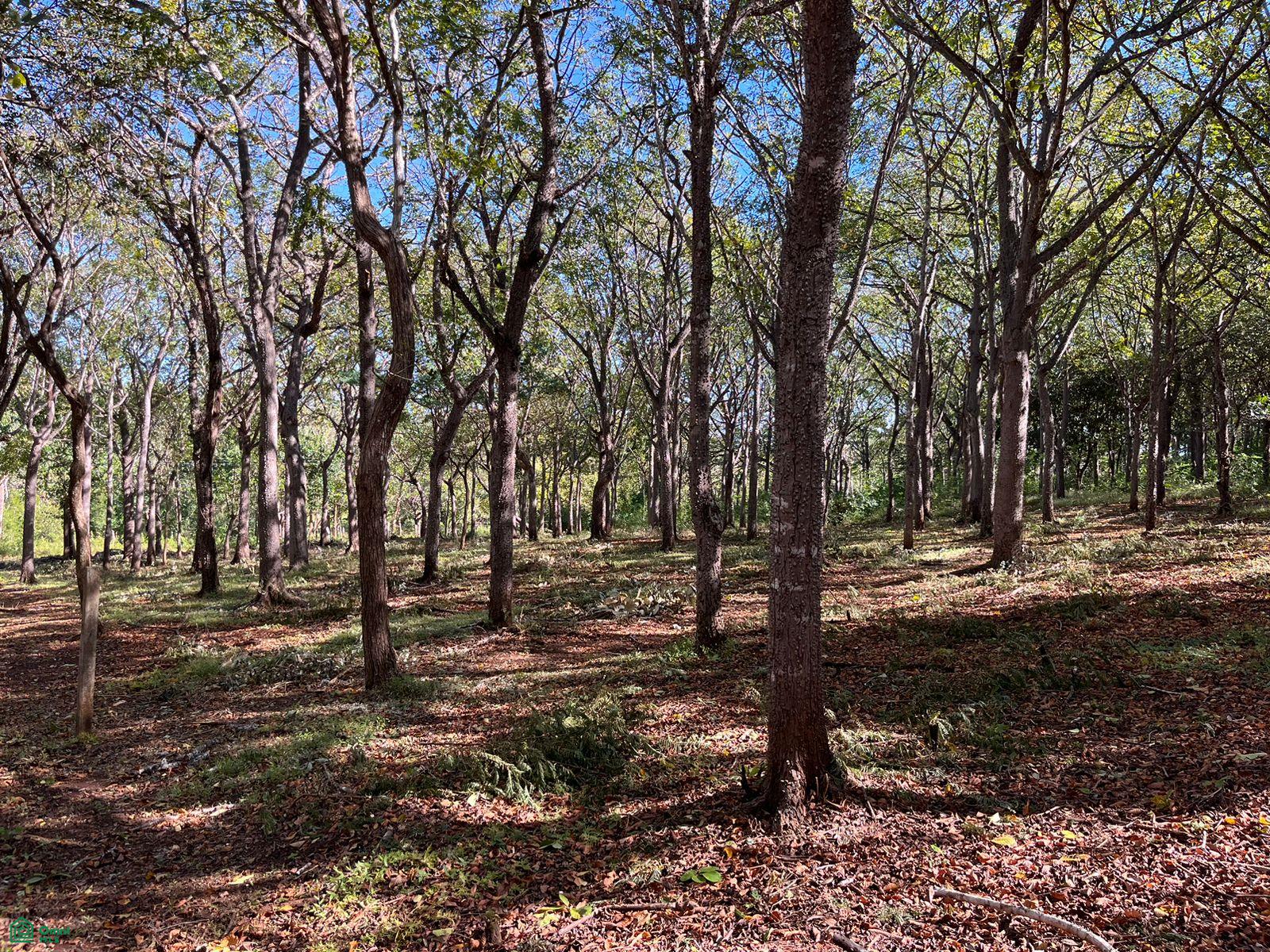  bed Land For Sale in Santa Cruz, Guanacaste - 1