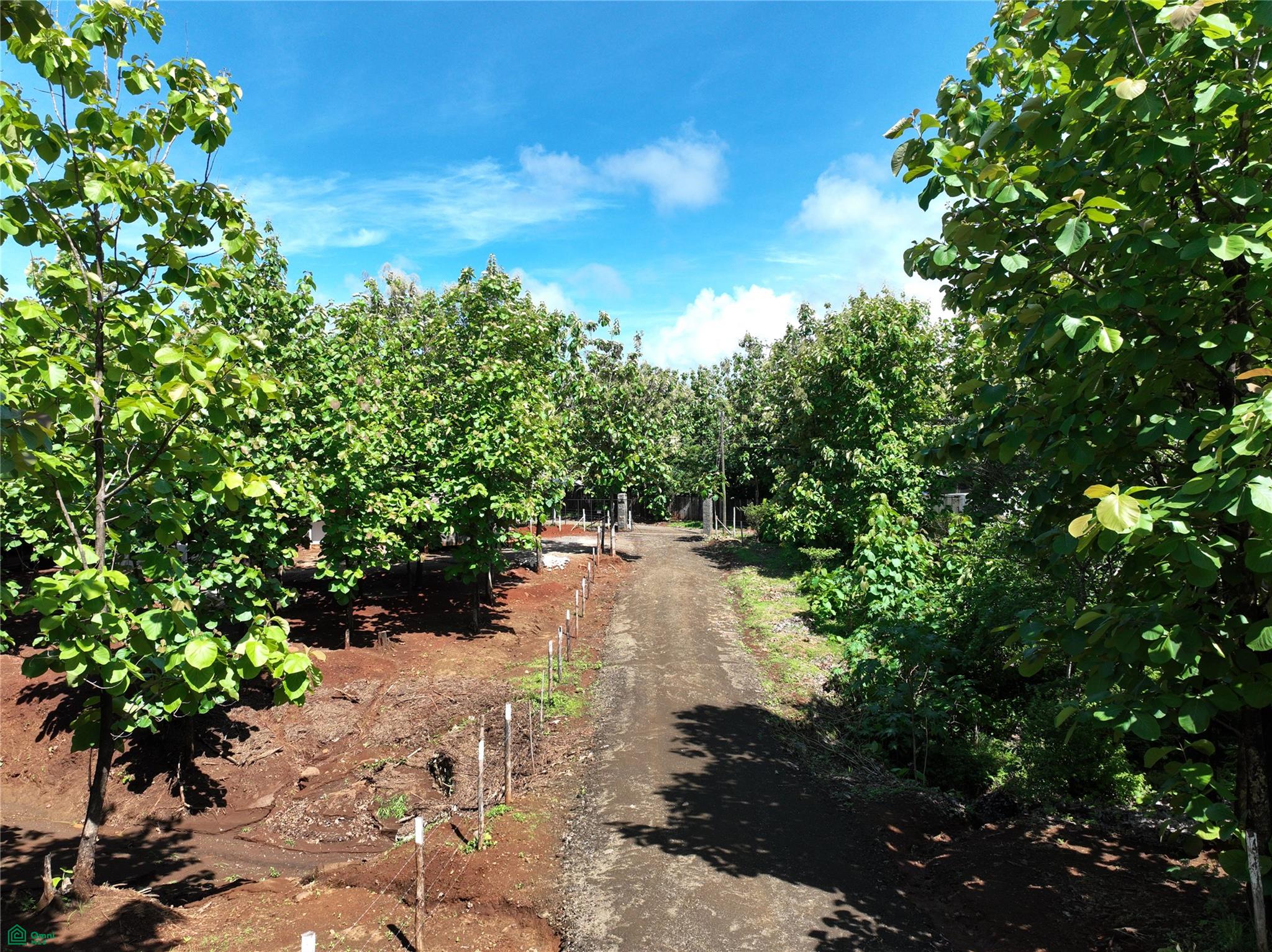  bed Land For Sale in Santa Cruz, Guanacaste - 1