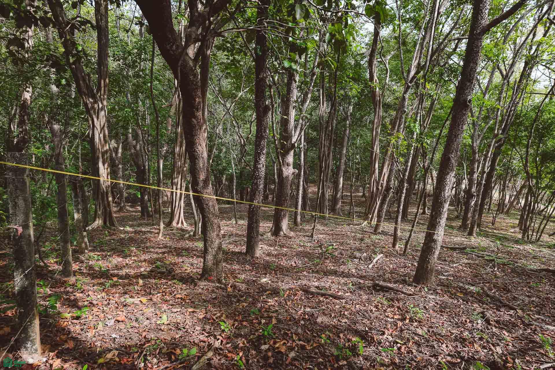  bed Land For Sale in Santa Cruz, Guanacaste - 1