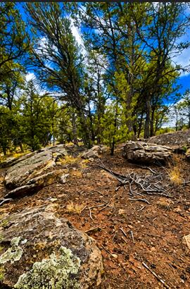 2nd image of 22 Magpie Rd, Glorieta, NM 87535 | MLS# 1108492