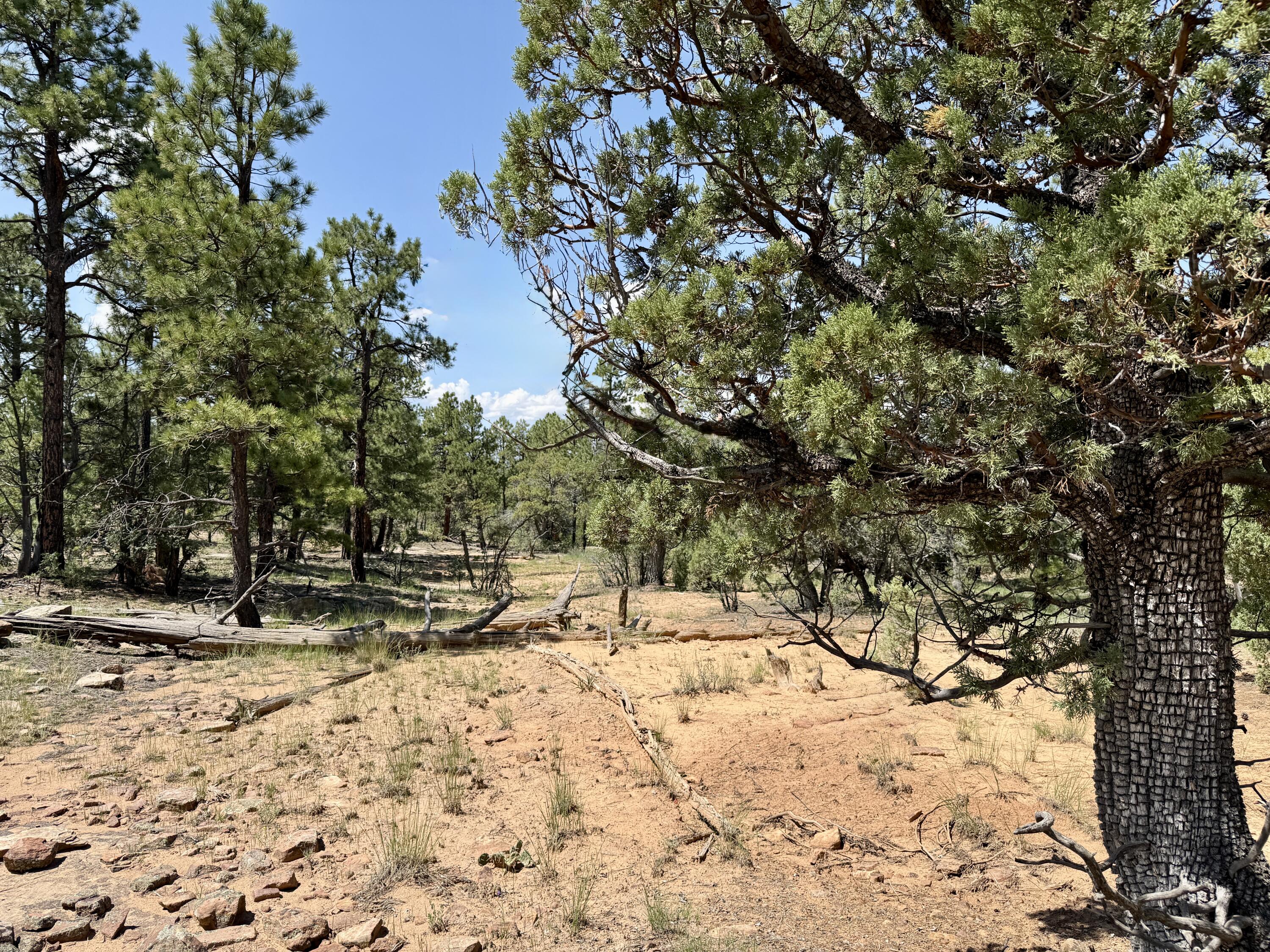 3 Leaning Pine Lane 