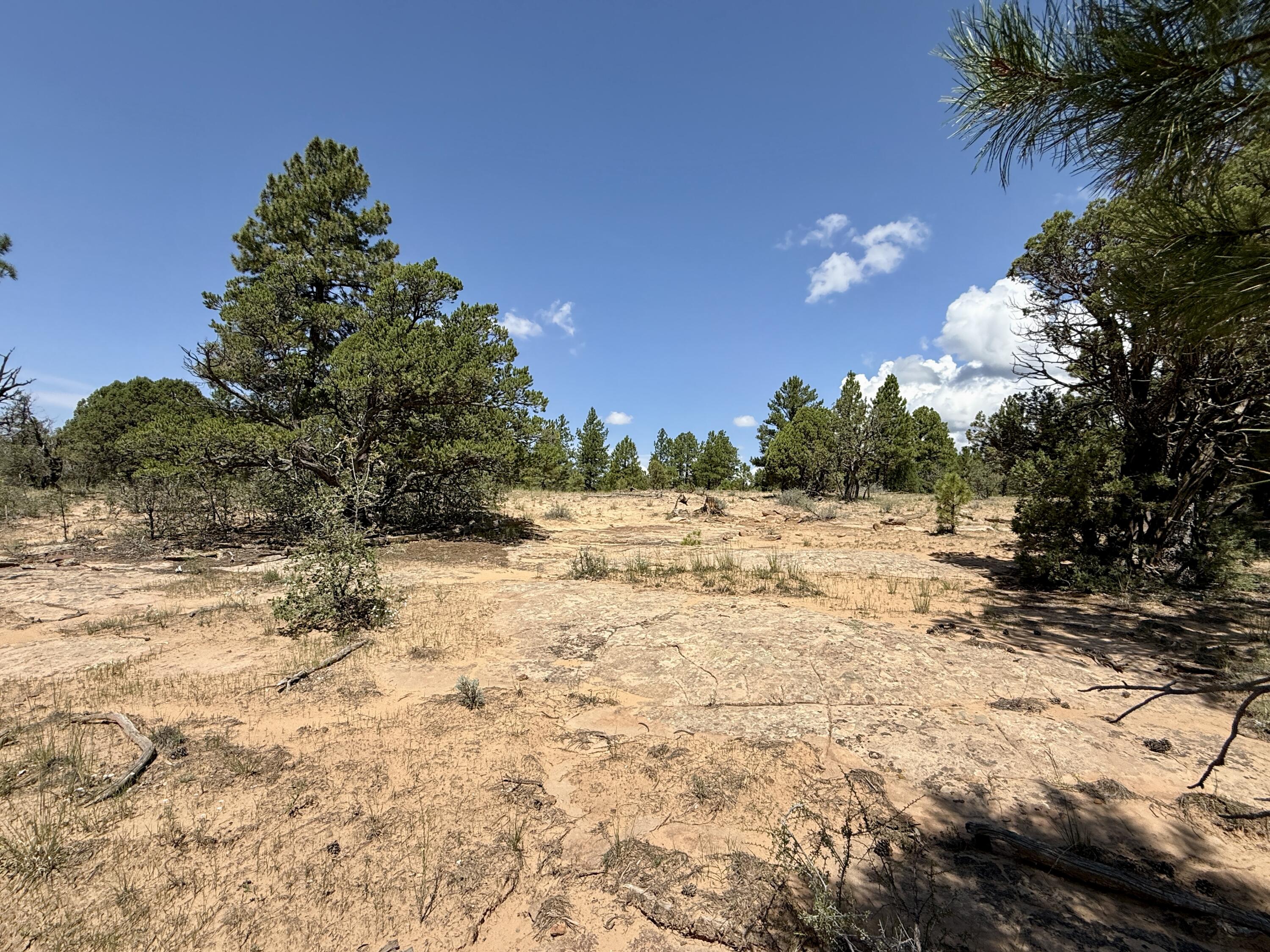 3 Leaning Pine Lane 